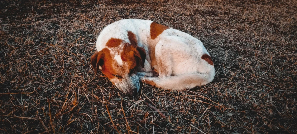 a small dog that is laying down in the dirt