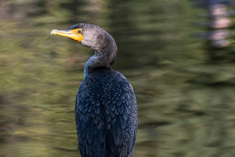 a black bird with yellow beak sitting on a tree nch