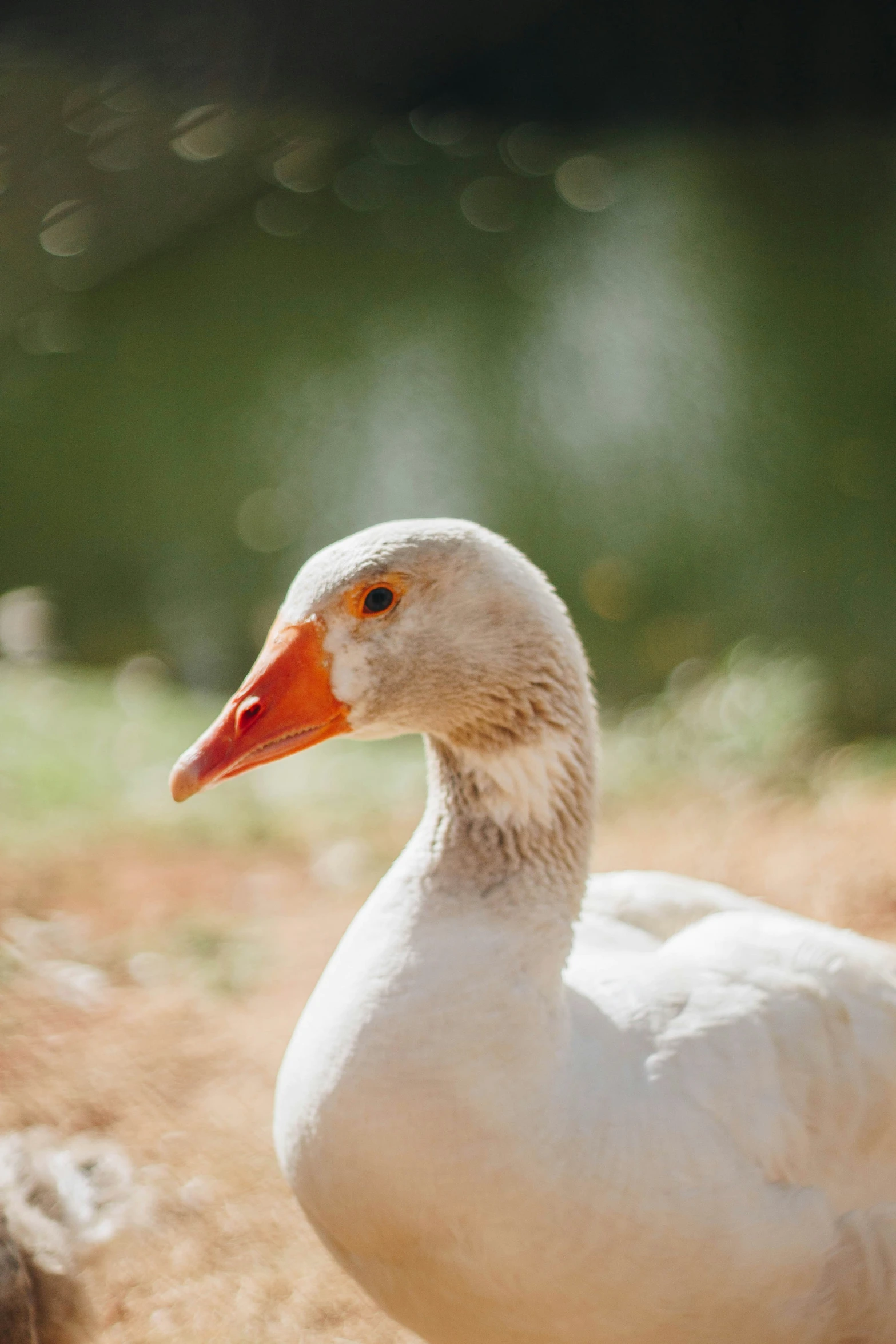 white duck in front of a pond and grass