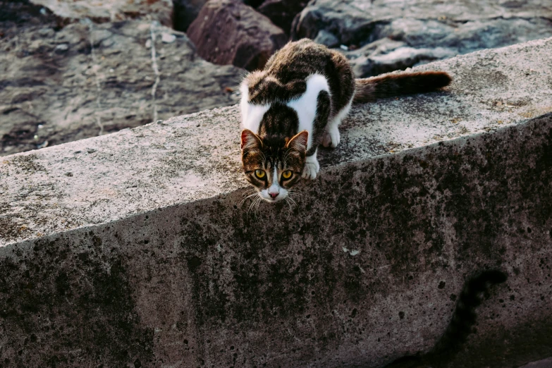 a cat walking along the concrete of a sidewalk