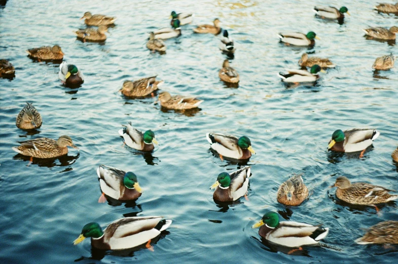 a bunch of ducks are swimming on some water