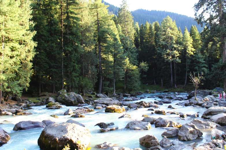 a stream that is flowing through the middle of trees