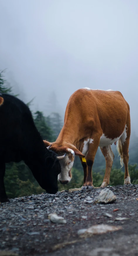 two cows eating a small white treat in the rain