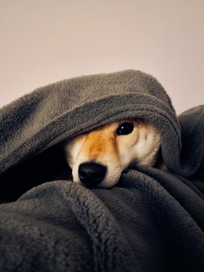 a dog peeking out from under a blanket