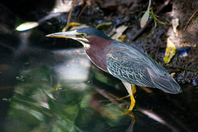 a bird is standing next to the water