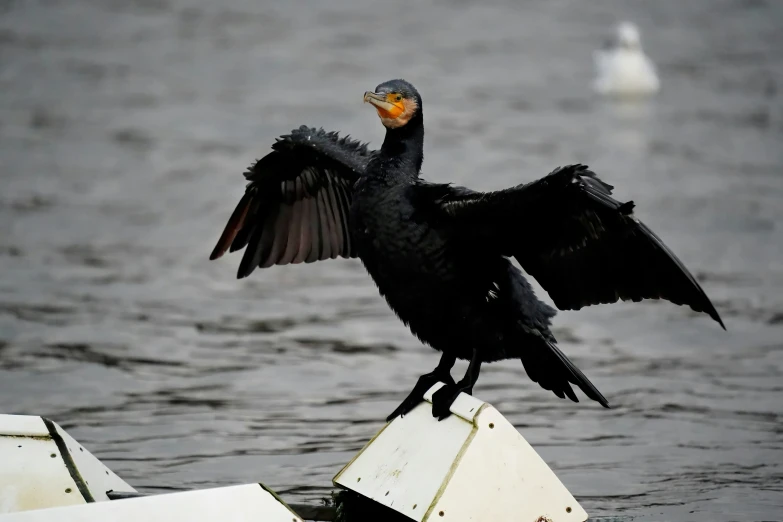 a black bird sitting on top of a buoy in the water