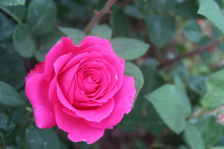 a pink flower is in the center of some green leaves