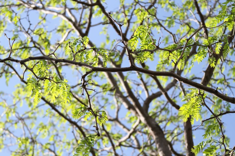 a tree nch with leaves in front of a blue sky