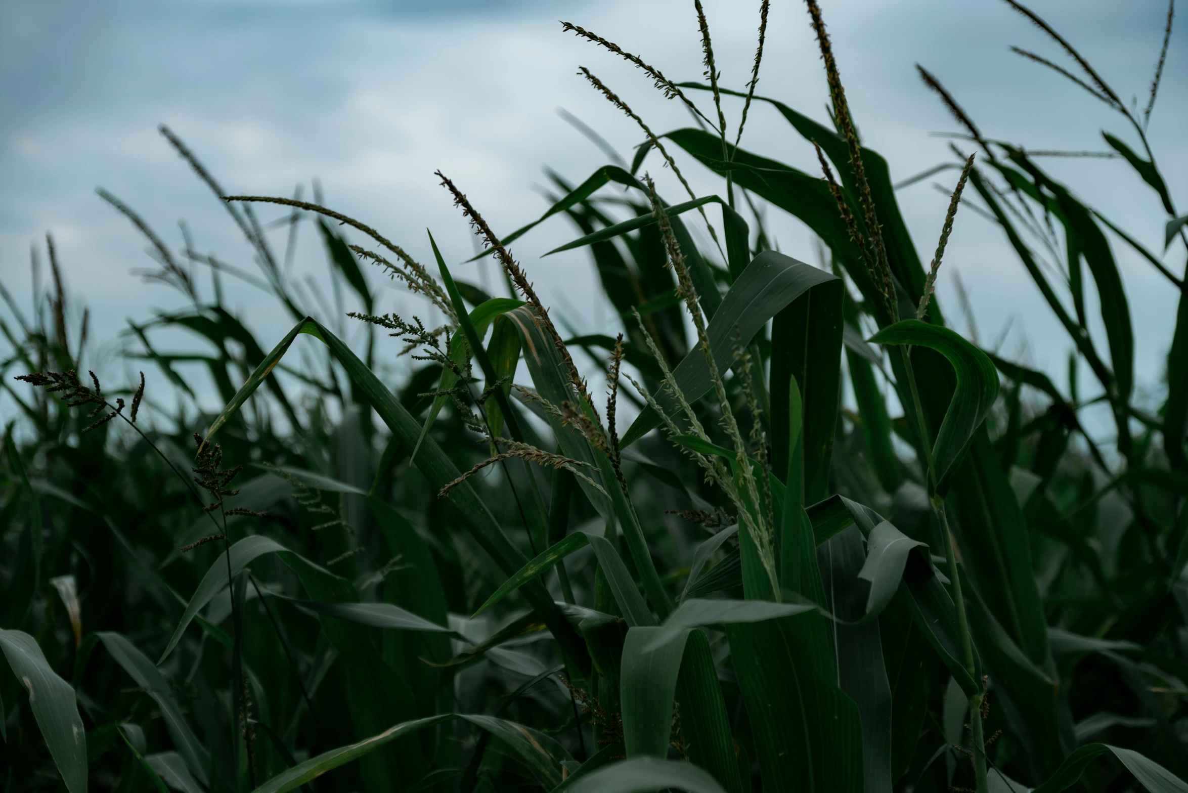 a closeup view of some green corn plants