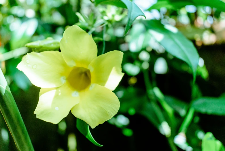 a yellow flower with some water droplets on it