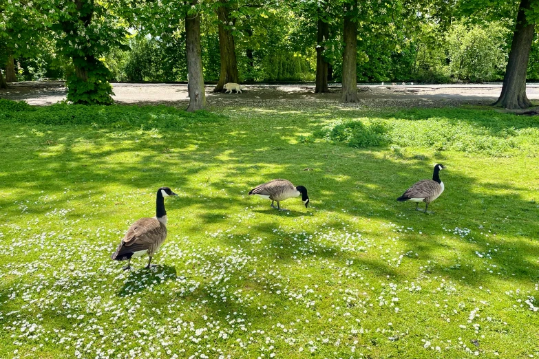 three geese and a baby goose grazing on grass