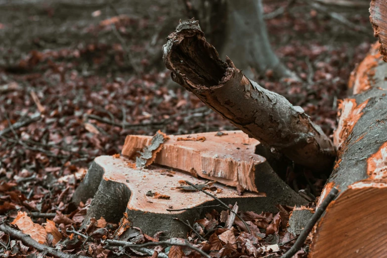 a piece of wood and tree trunk sitting on top of leaves