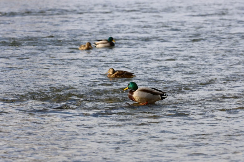 ducks are swimming in the water next to the shore