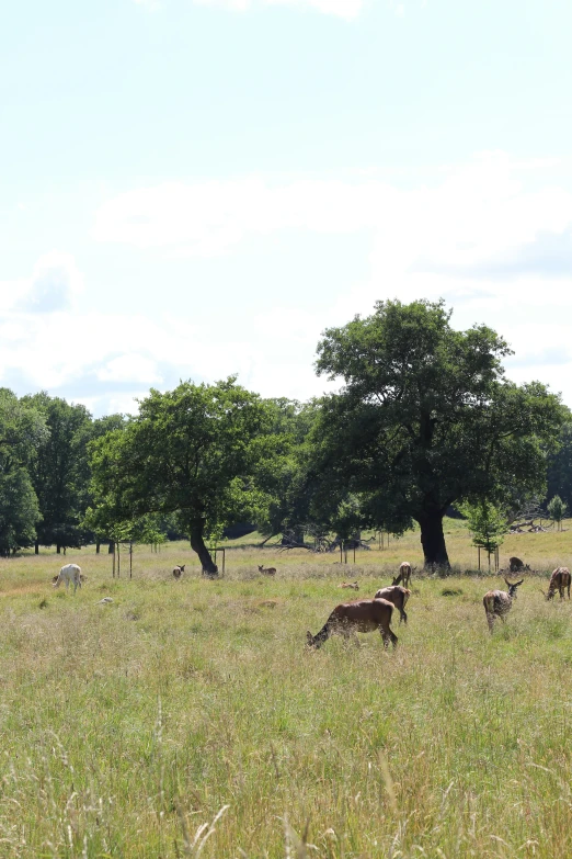 several deer are grazing in a grassy field