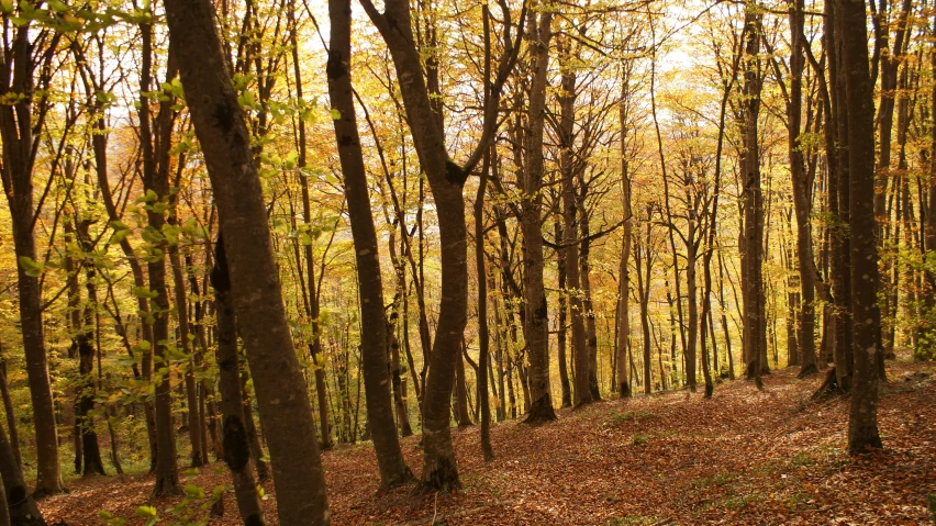 the sunlight is shining through the trees in the forest