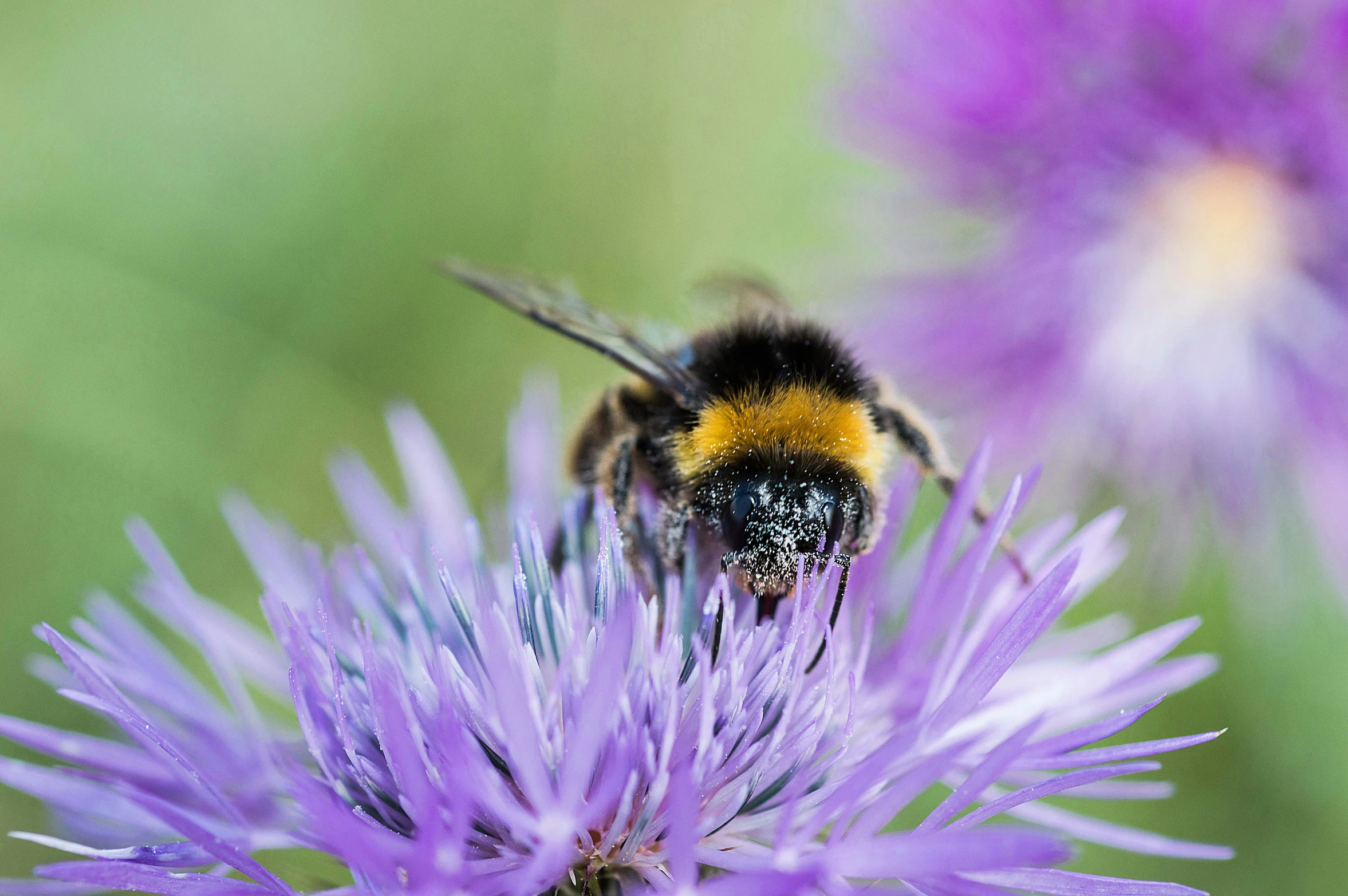 a yellow - faced bee on a purple flower