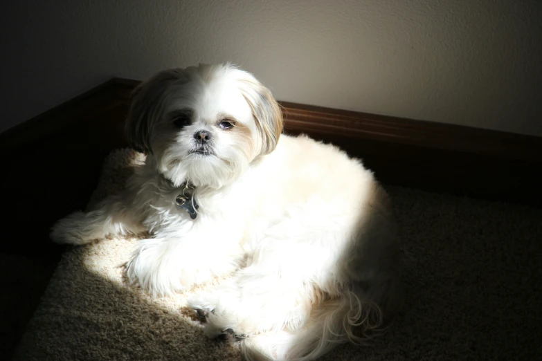 the dog is relaxing on the carpet under the light