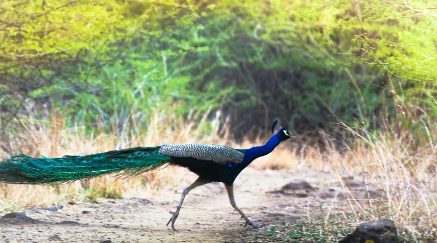 a beautiful peacock walking along a dirt road