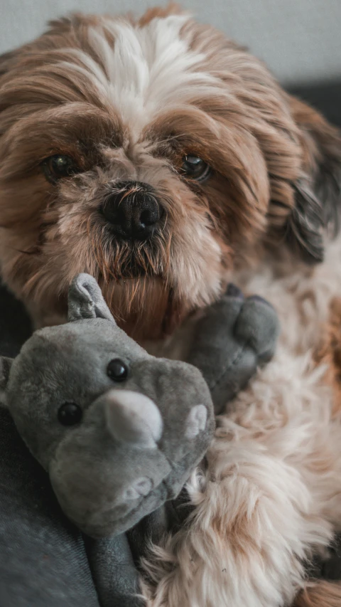 an adorable small dog holds his teddy bear