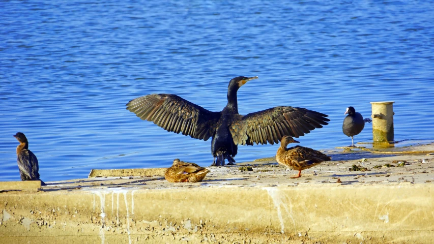 a group of ducks that are standing in the water