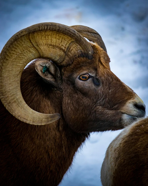 a rams horns are shown as one looks at the other