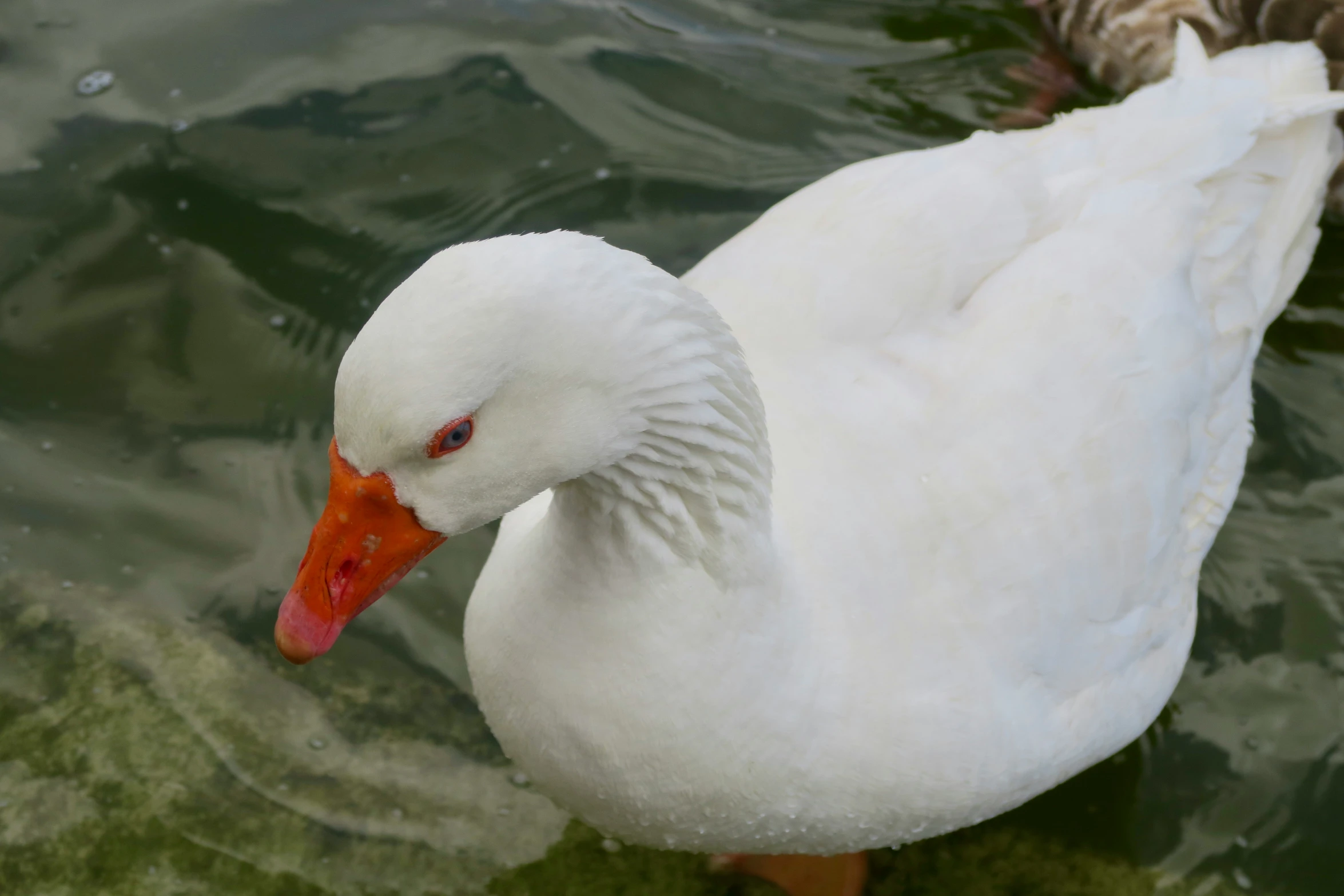 a duck that is swimming in the water