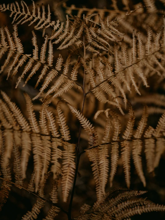 ferns and other leafy plants are glowing