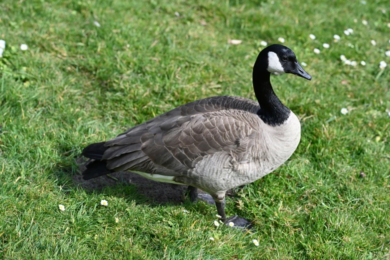 a very cute looking duck on some green grass