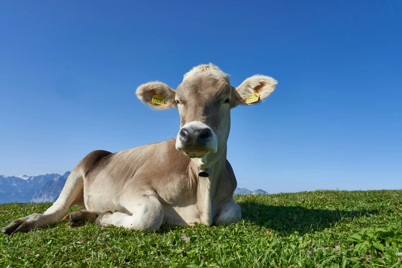 a small cow sits in a grass field