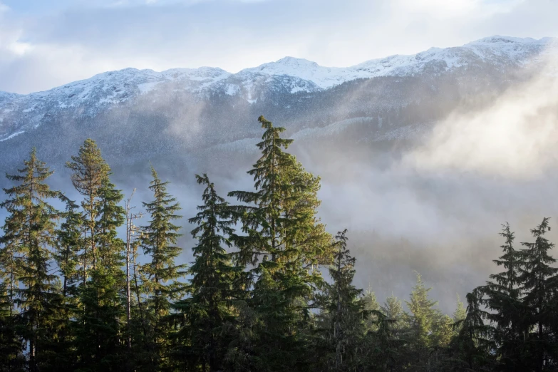 trees stand in front of a mountain covered with clouds