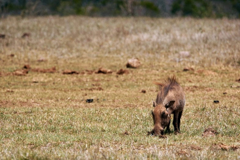 a small boar is standing in the grass