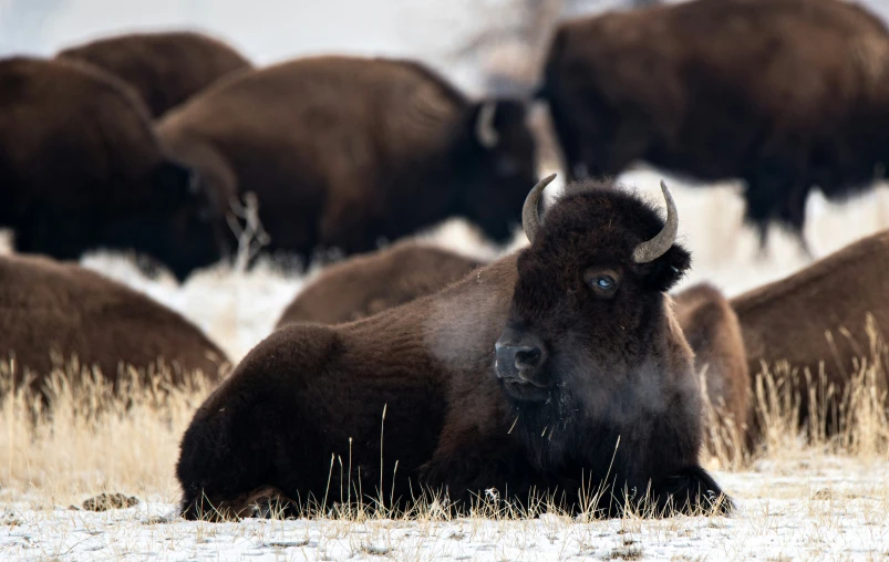 a close up of a bison lying in a snowy field