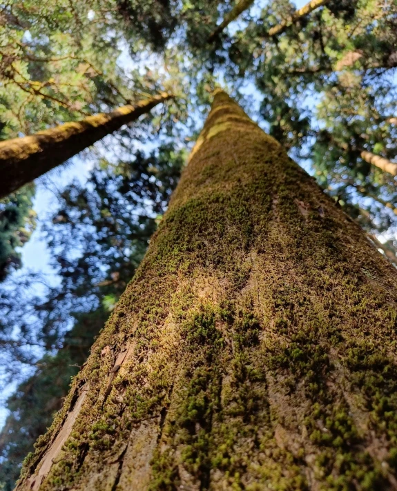 looking up at the tops of two trees