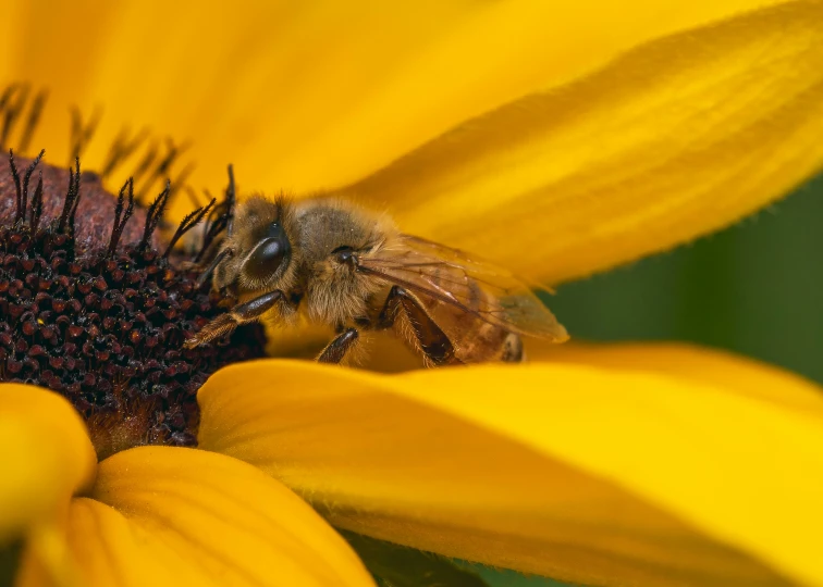 a honey bees feeding on some yellow sunflower