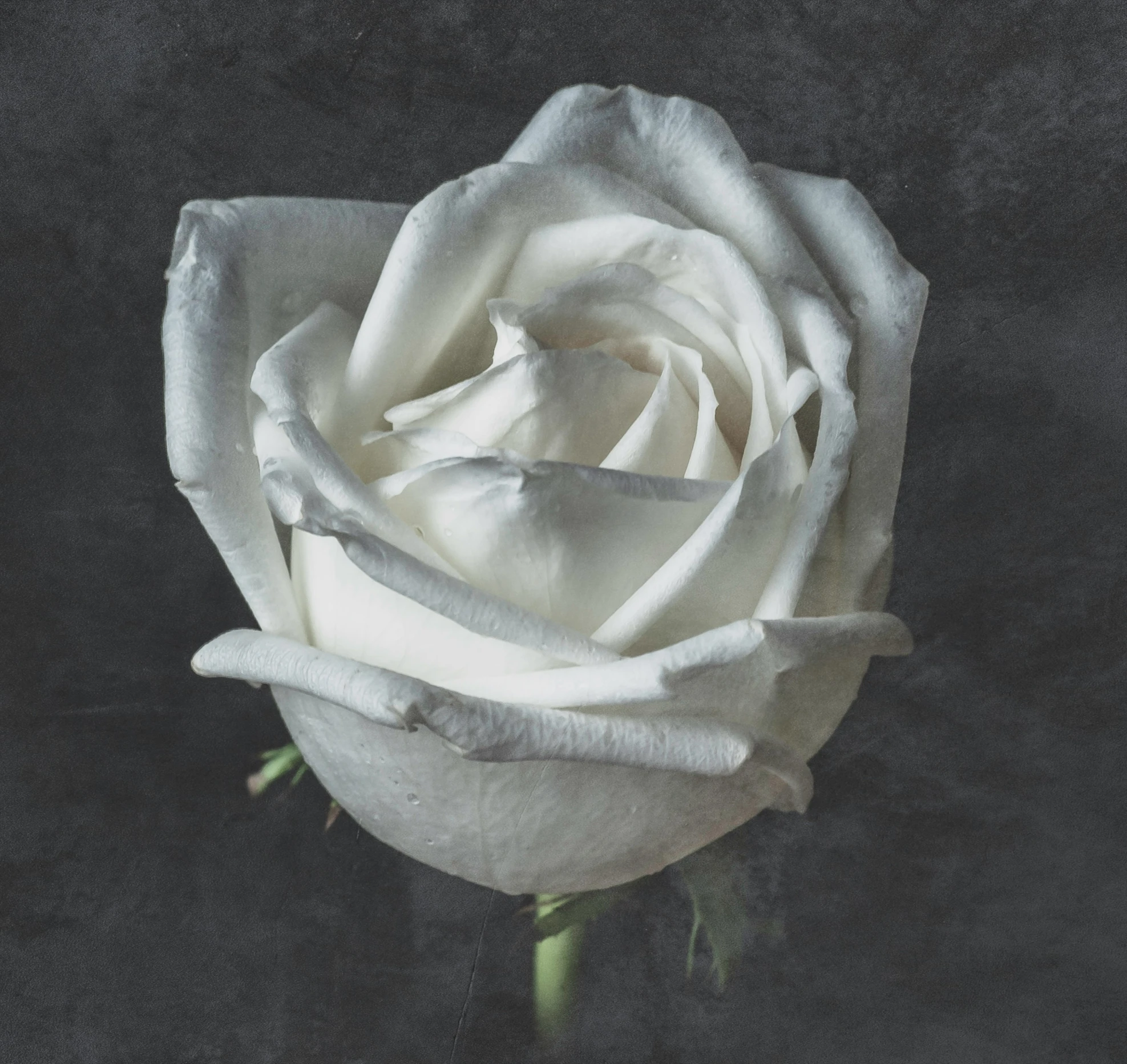 the rose is white in color on the black background