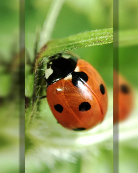 a lady bug crawling on the top of green leaves