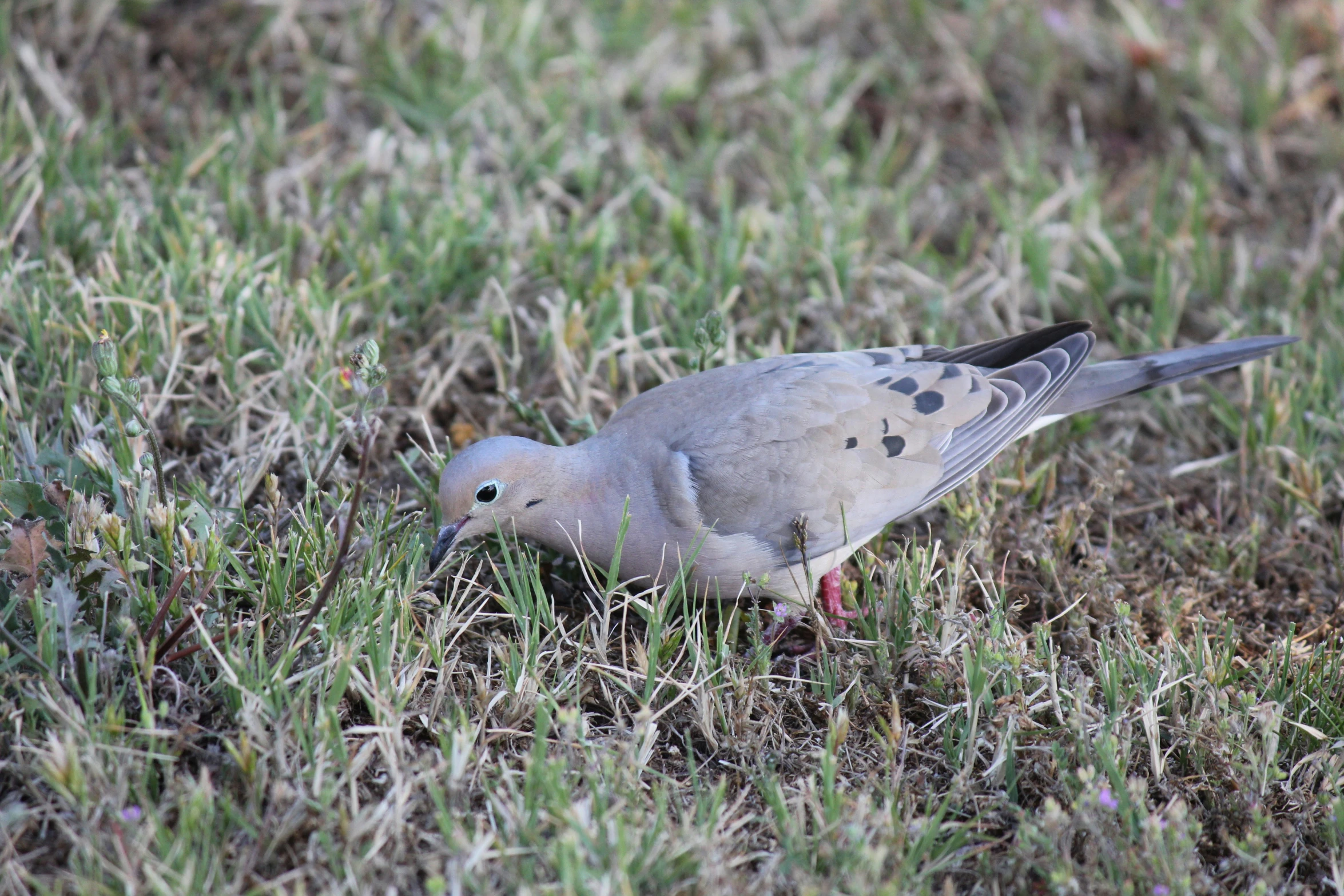 there is a bird eating from the grass