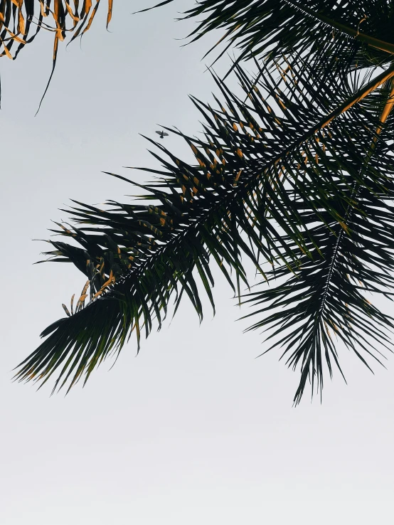 looking up through the leaves on a palm tree