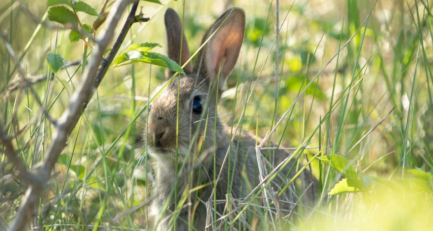 a large bunny with blue eyes hiding in the grass