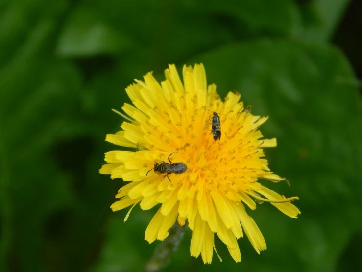 two flies sitting on top of a yellow flower