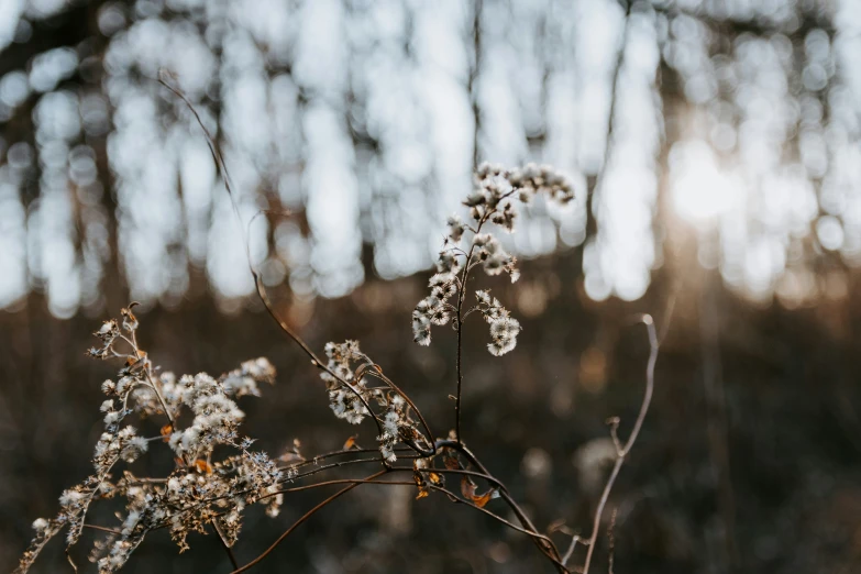 this is a flower plant with lots of white flowers