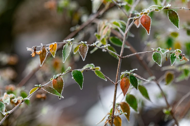 some pretty leaves and wet leafs with drops of dew