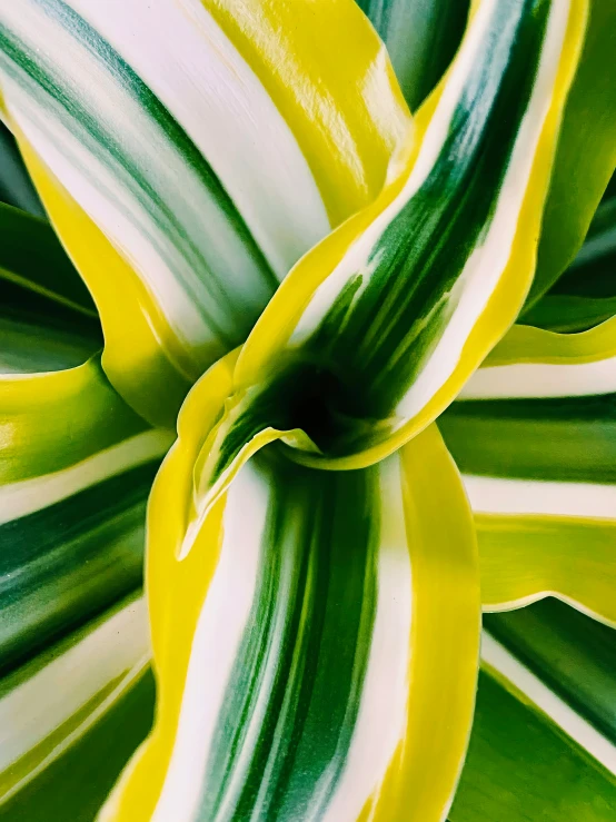 a close up of a plant with green and white stripes