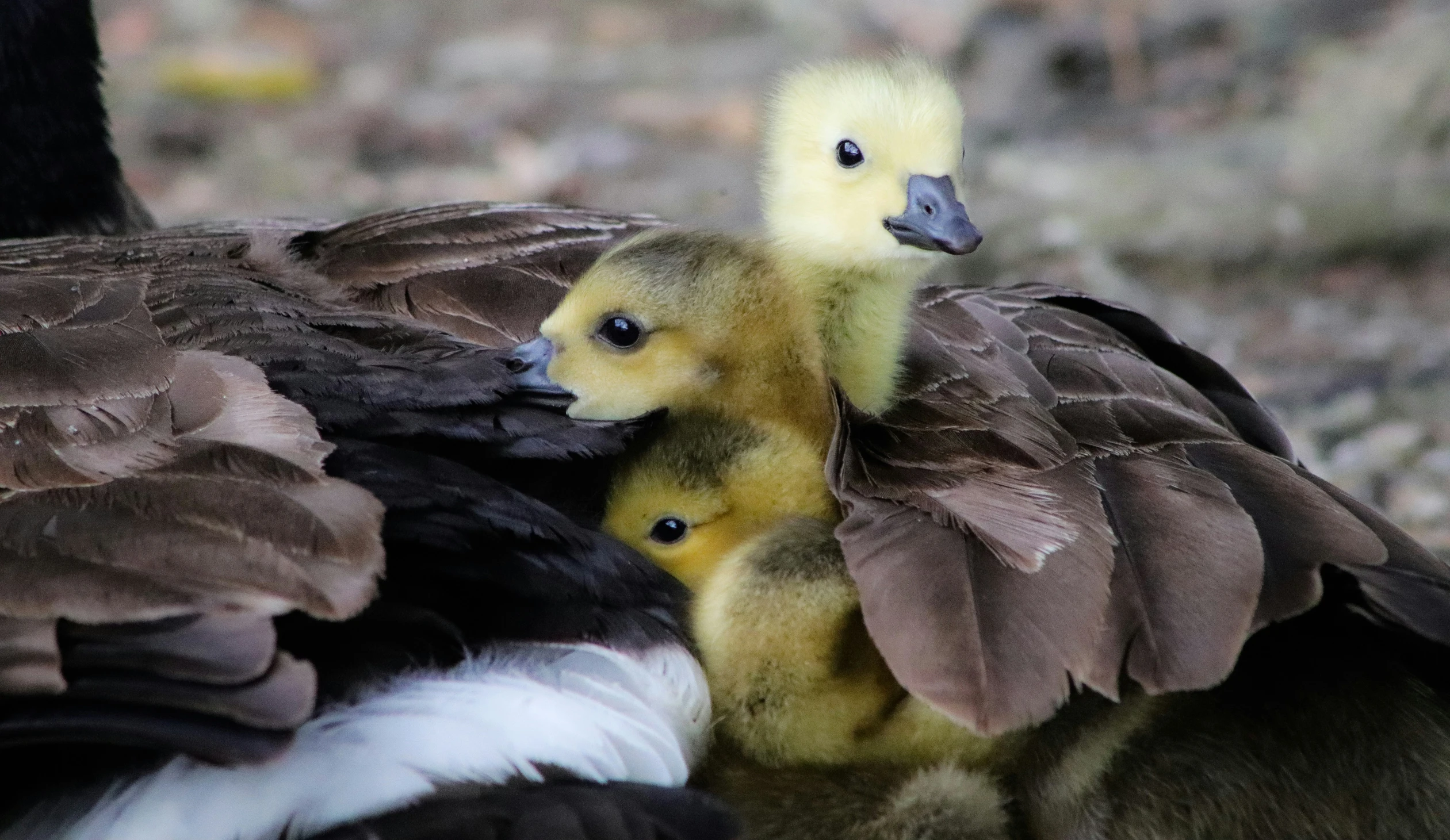 a duckling standing next to its mother in the woods