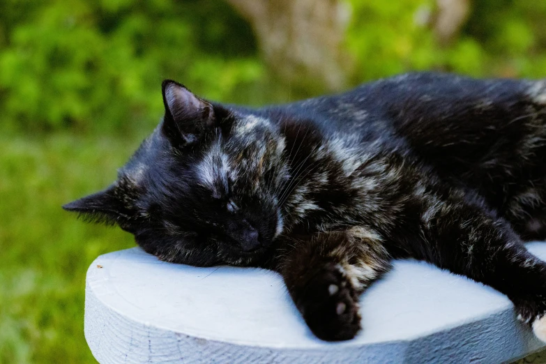 a cat laying on top of a chair in the grass