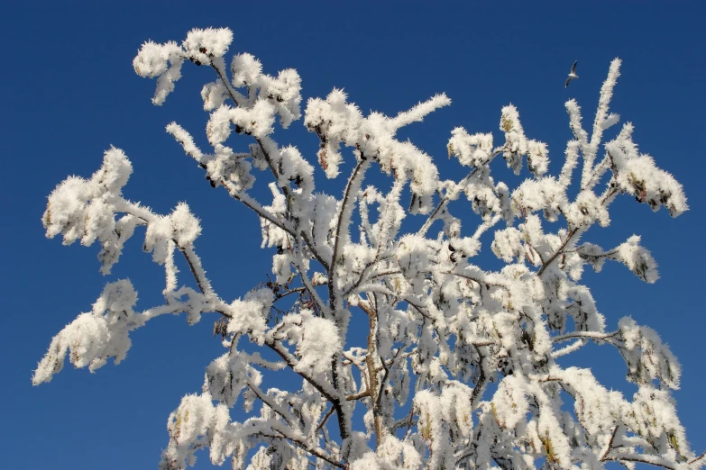 the tall leafless nches of a snow covered tree