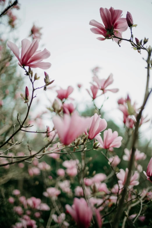 pink flowers grow in the middle of a field