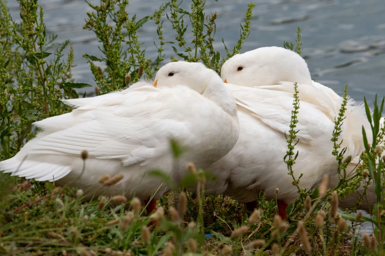 some white ducks are sitting next to water