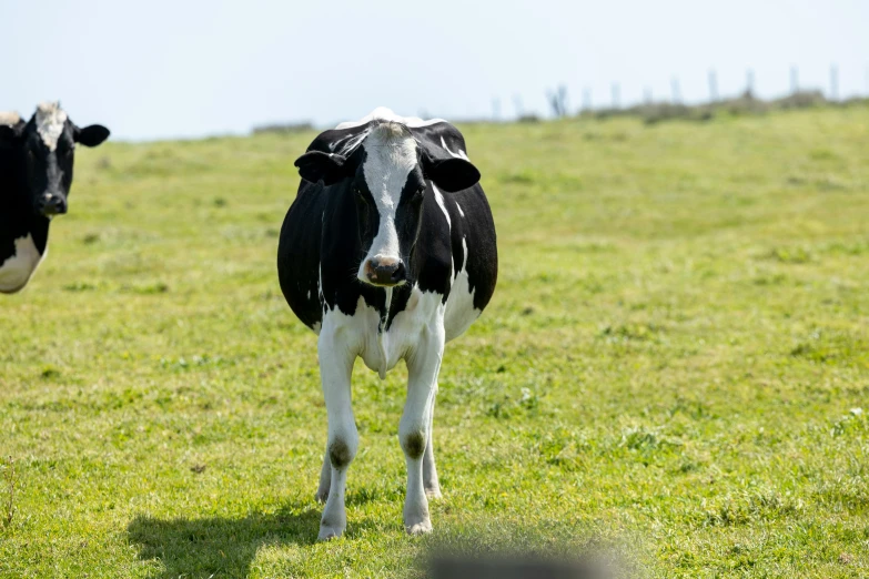 two cows walking in a grassy field next to each other