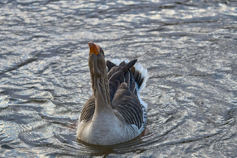 a bird in the middle of some water